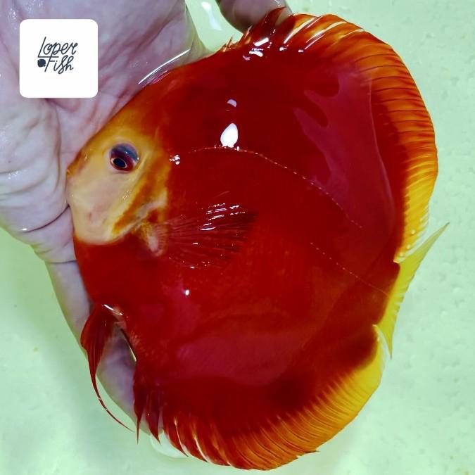 Discus Super Red Melon Red Melon 4" Inch 4,5"-5" Premium Grade Terbaru 