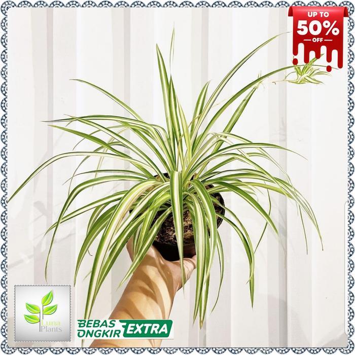 Tanaman Hias Spider Plant - Tanaman Spider Plant