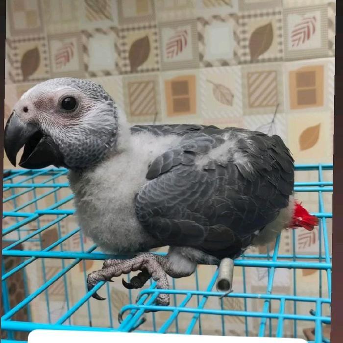 Ready SJ Baby Afgrey / Baby African Grey / Anakan Afgrey / Anakan African Grey