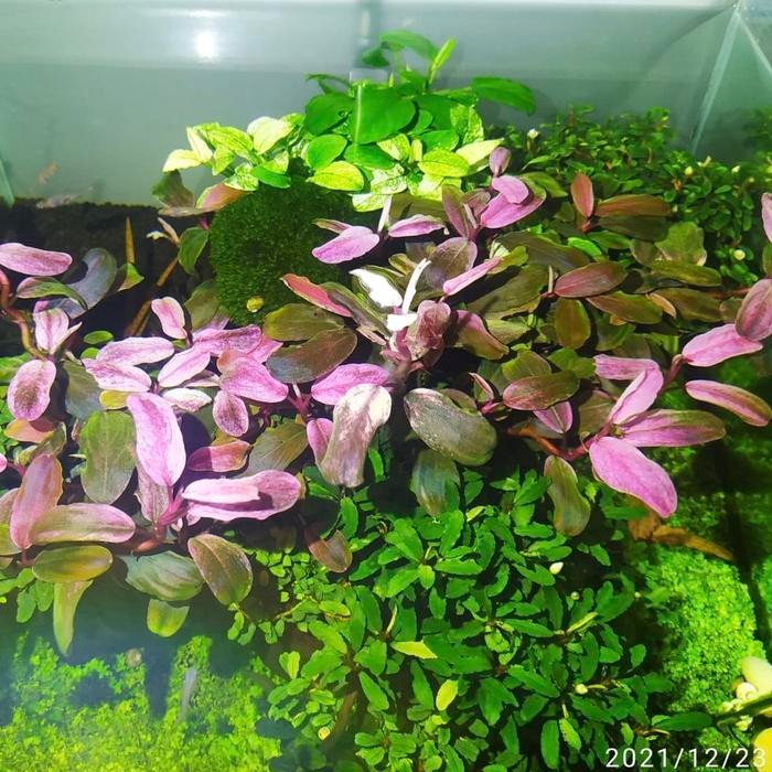 Best seller Bucephalandra Varigata Pink Medium Leaf / LOST ID / Rare Plant Terlaris