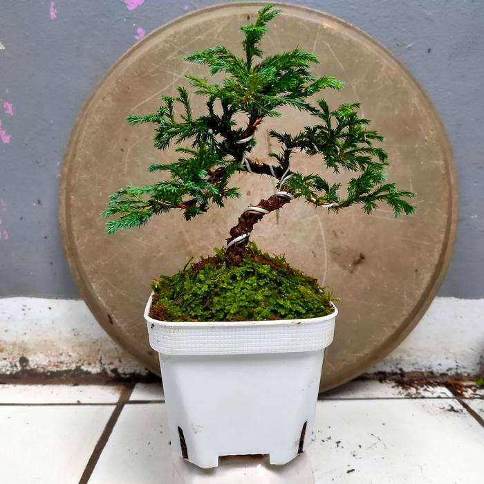 ASLI bonsai Cemara salju mikro gratis pot dan lumut hidup READY STOCK