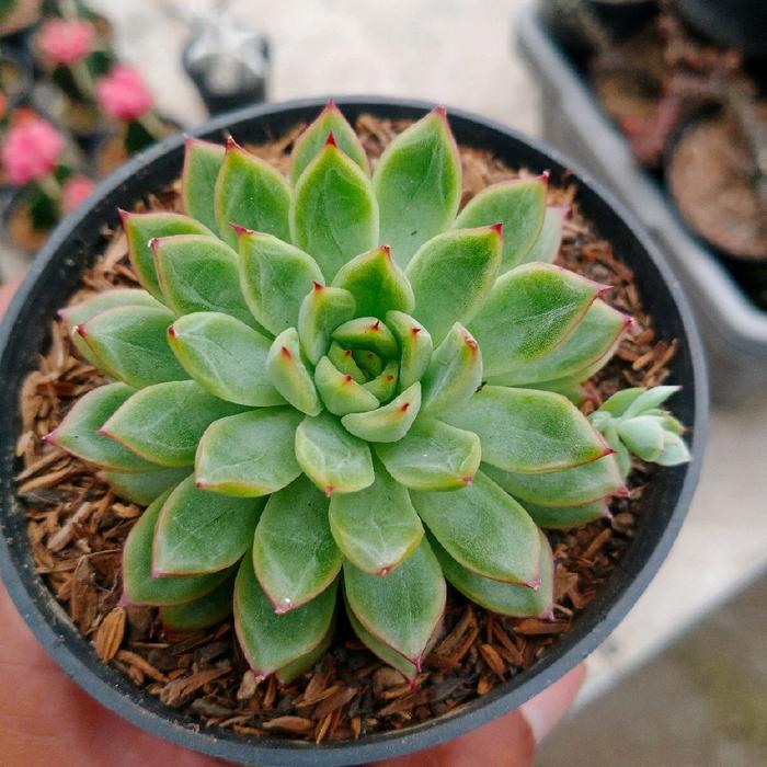 Termurah Sukulen MINI bebas pilih gratis pot