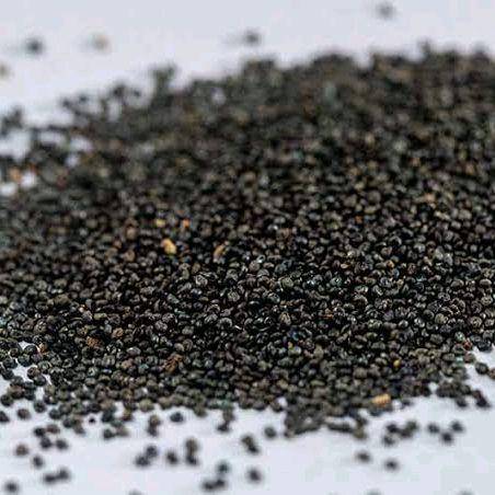 Tanamsegar- Benih Moss Rose Isi Ratusan Biji - Warna Merah, Ungu, Kuning, Putih, Dan Pink Bunga