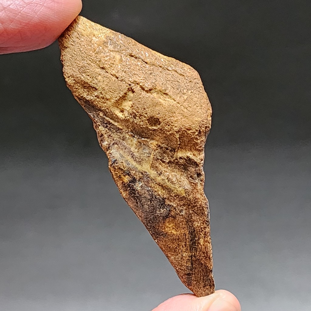 SUPER RARE | Half-Polished Javan Megalodon Tooth Fossil Fragment Natural Fosil Gigi Hiu Purba Megalo