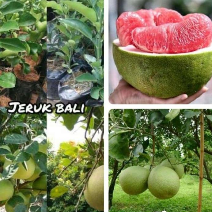 Terbaru Bibit Tanaman Pohon Jeruk Bali Bibit Jeruk Bali Tanaman Jeruk Bali