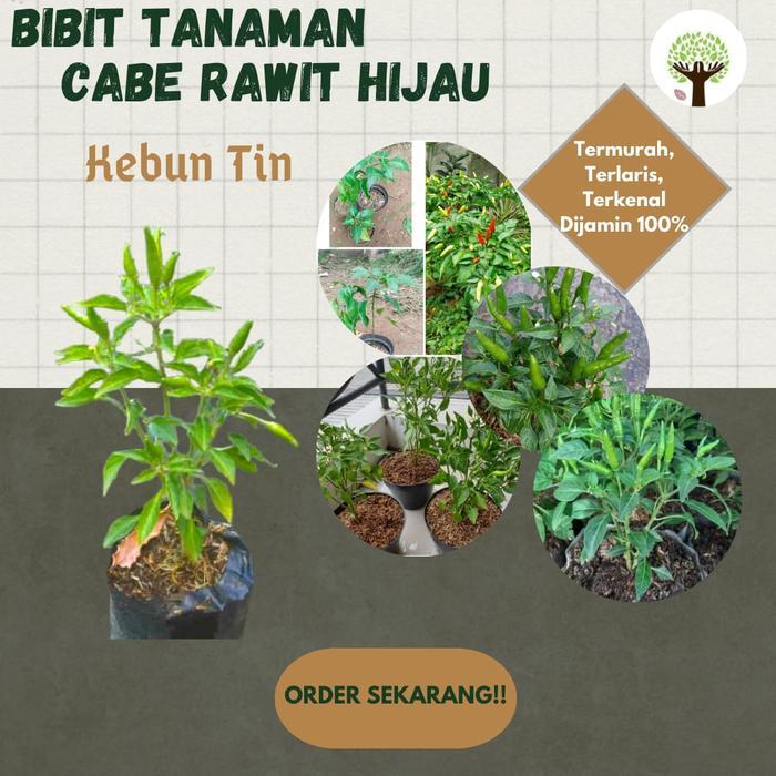 Terbaru Bibit Tanaman Cabe Rawit Pohon Cabe Bibit Cabe Rawit Berbentuk Pohon