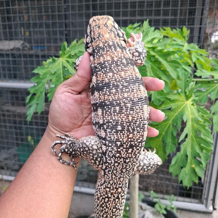 Spesial Promo Tegu Red Hybrid 50% Poshet Albino