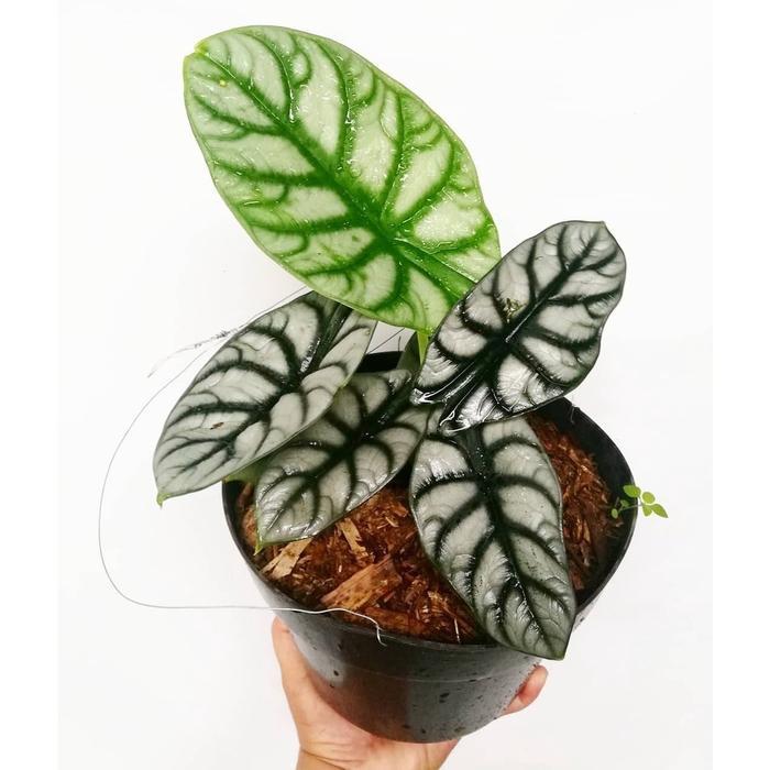 alocasia dragon silver alocasia tengkorak silver Tanaman hias alocasia dragon silver alocasia cuprea