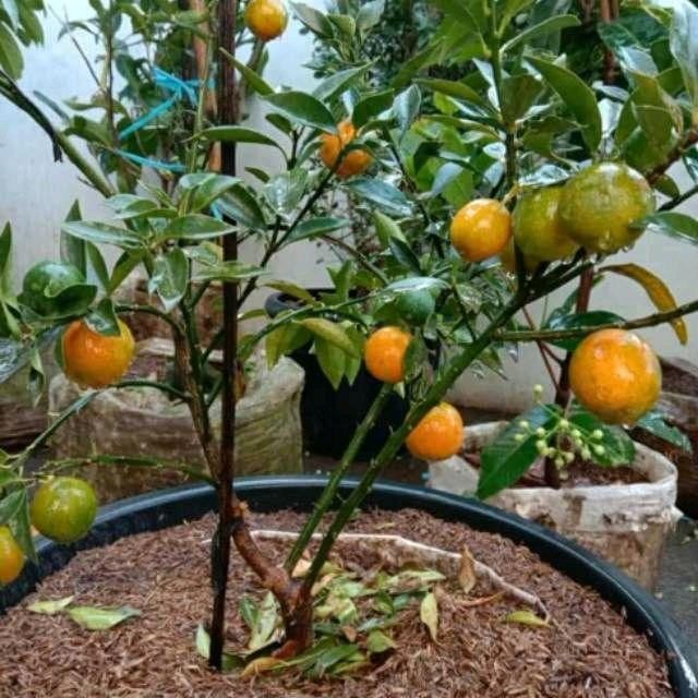 bibit jeruk kimkit okulasi buah