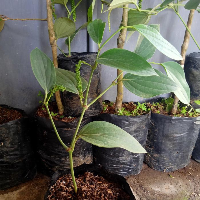 READY bibit tanaman lada perdu kondisi berbuah