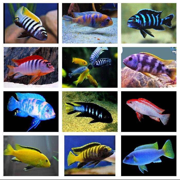 Mbuna Cichlid Afrika 10E Free 1 + Pelet 100Gr
