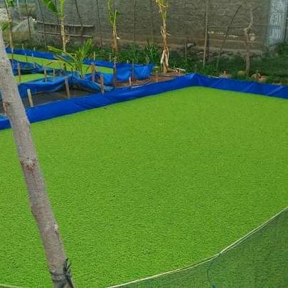 Best Seller Rumput Azola Bibit Azolla Pinata Microphyla Azola Pakan Ikan 1Kg - Pakan Unggas Ikan