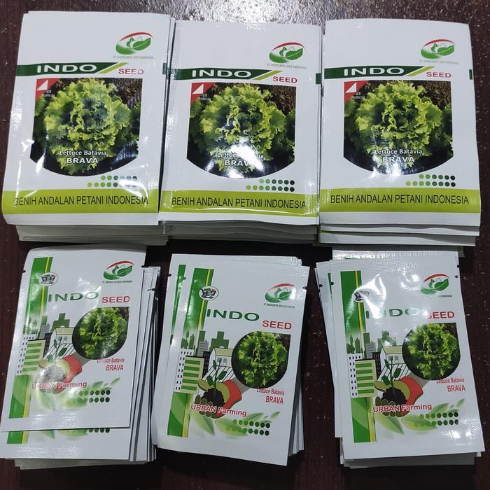 Yuxurystore- Benih Selada Batavia Brava Indoseed 1Gr
