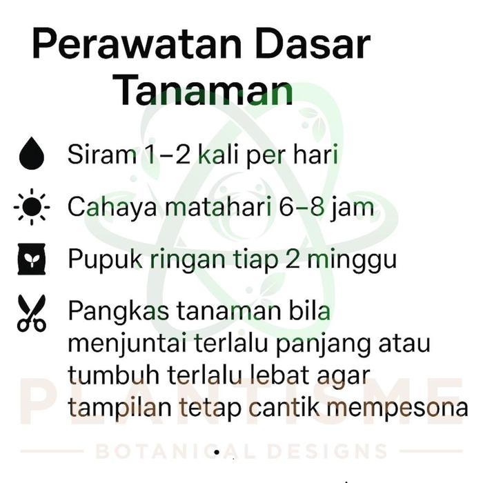 READY Tanaman Hias Red Orchid Cactus Disocactus Ackermannii Wijaya Kusuma Tanah Merah Bunga Besar