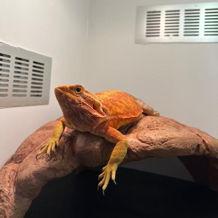 Ready SJ bearded dragon adult trans leatherback het hypo jinak