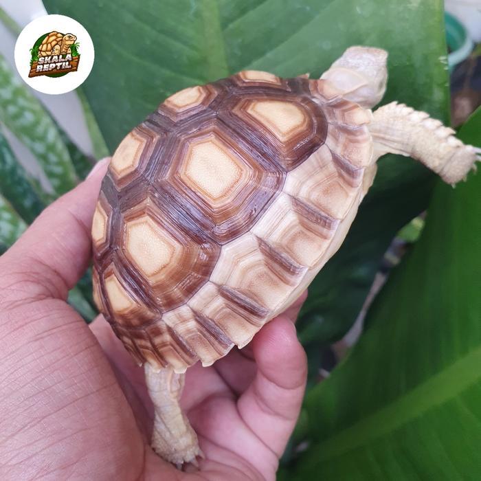 DISKON Kura Darat Sulcata 10-11cm