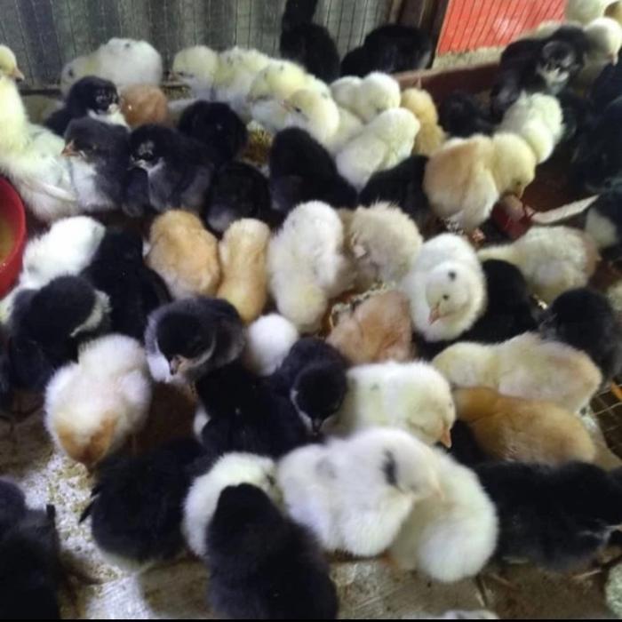 Doc Anak Ayam Kampung Joper