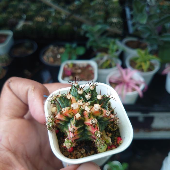 TERLARIS Kaktus Gymnocalycium Mihanovichii Multicolor