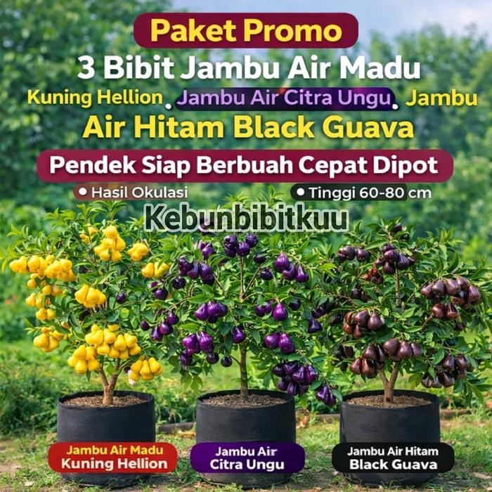 Promo Paket 3 Bibit Jambu Air Import ( Jambu Air Hitam Black Guava, Jambu Air Citra Ungu, Jambu Air
