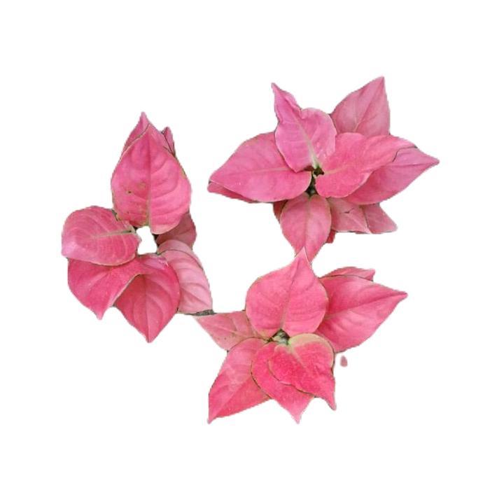 aglonema pink catrina - tanamanhias aglonema pink katrina - tanaman aglonema Daun Merah Hijau