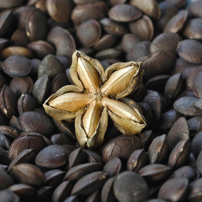 t8nr- Suka - Roasted Sacha Inchi / Kacang Sacha Inchi Panggang