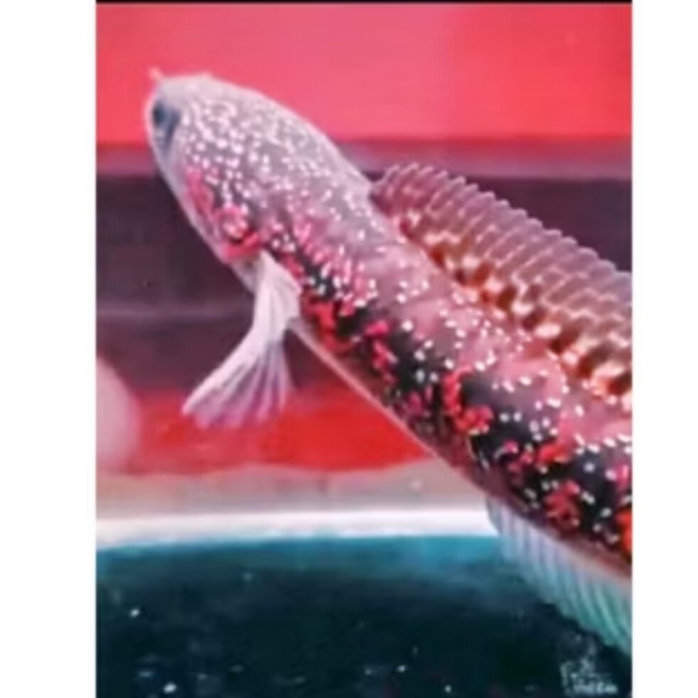 HIASAN AKUARIUM IKAN CANA ASIATICA RS