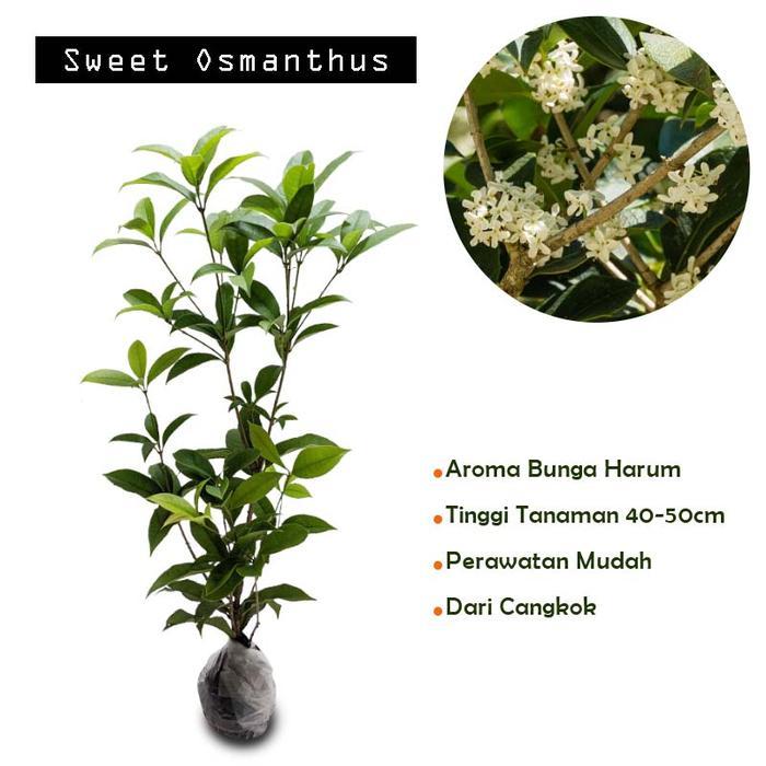 TERUJI Tanaman Sweet Osmanthus