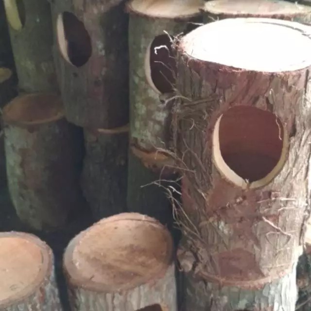 GUTENBIRD / Glodok Pohon Burung Gowok Bahan Kayu Mahoni Alami Tempat Sarang Bertelur / Rumah Kandang