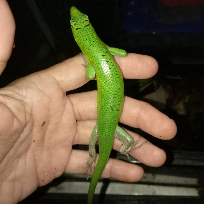 REDAY Terlaris toys emerald tree skink kadal bukan panana Promo Murah