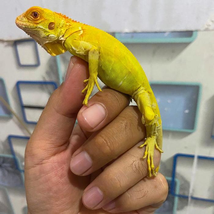 REDAY Terlaris iguana red albino baby up Promo Murah