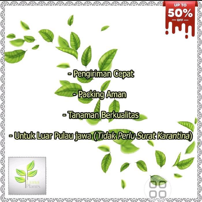 Banana Sport Tanaman Hias Scindapsus Moonlight / Scindapsus Susu / Sirihgading Susu