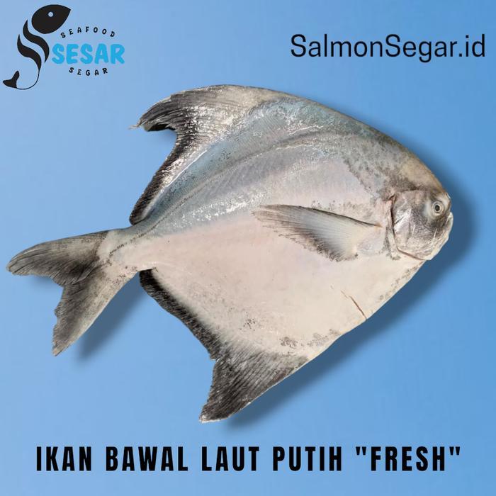 Ikan Bawal Laut Putih 1 Kg - Bawal Putih Segar - Seafood - 4 Ekor
