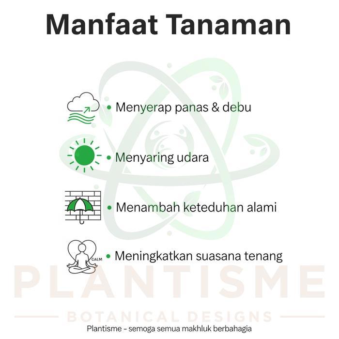 NEW Tanaman Menjuntai Curtain Creeper Vernonia Elliptica Lee Kwan Yew Lekwanyu Gantung Tembok,