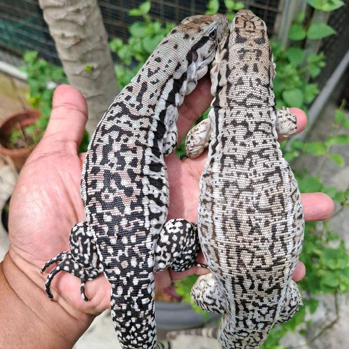 Spesial Promo Tegu Red Hybrid 66% Poshet Albino Juvenile
