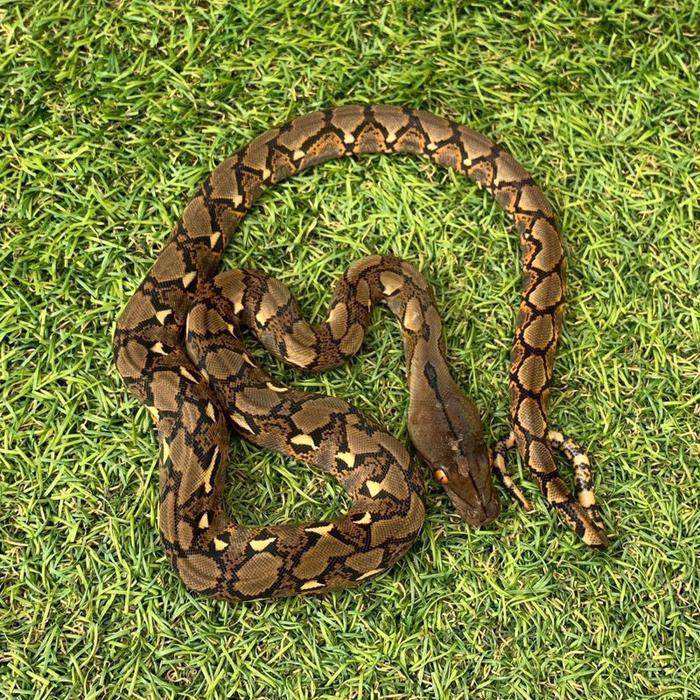 Ready Stock Retic / reticulatus / reticulatus python / reticulatus normal / retic normal