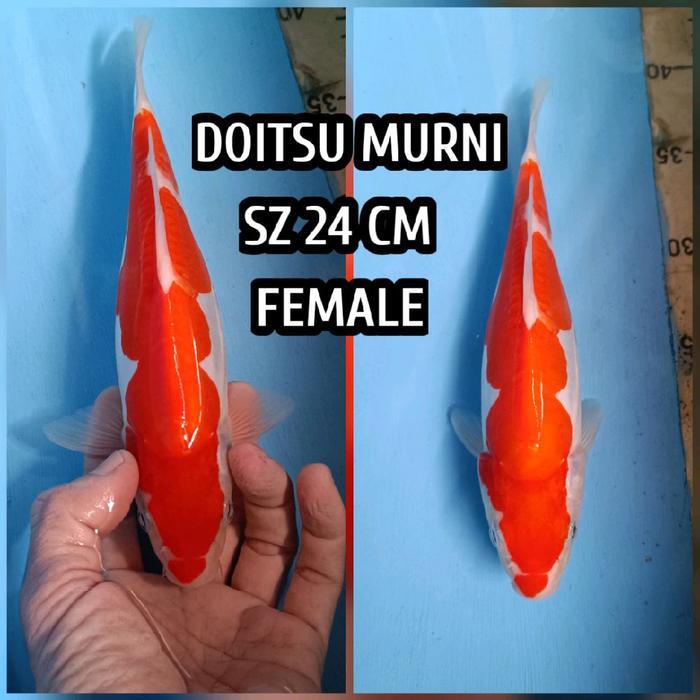 Ikan Koi Blitar Kohaku Doitsu 20-21 Cm Ready Chagoi Sanke Showa Kujaku Terbaru 