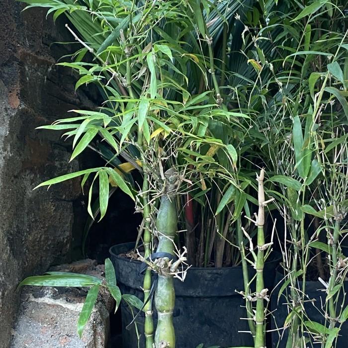 TANAMAN HIAS BAMBU TASBIH / BAMBU NAGIN