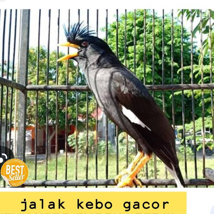 Burung jalak kebo gacor murah banyak pilihan khusus grab