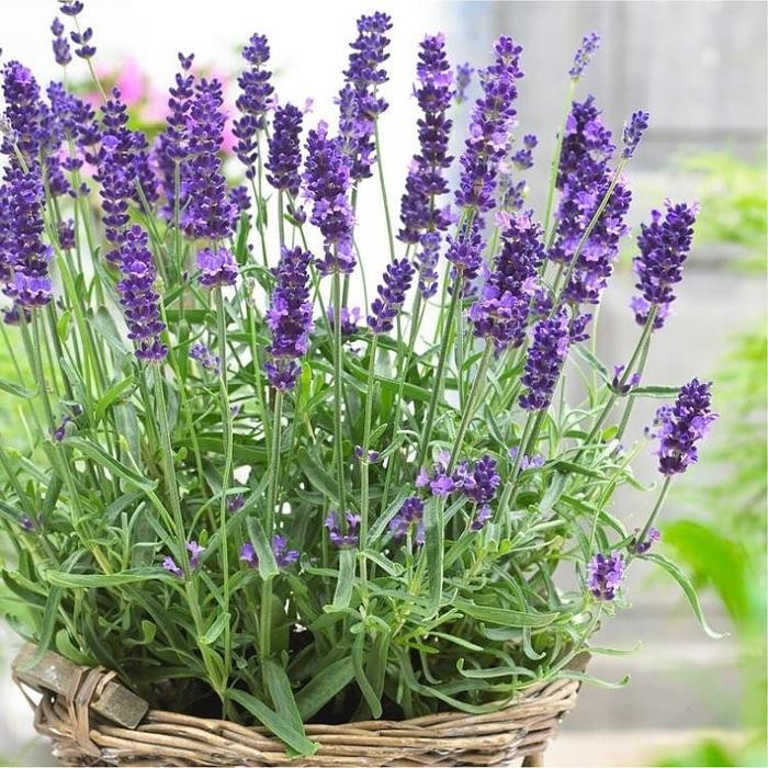 [ tanaman bunga lavender asli ]