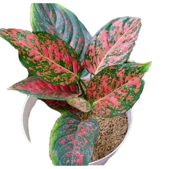 aglonema venus - tanamanhias aglonema red venus - tanaman aglonema red venus - venus aglonema