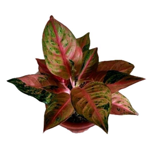 aglonema mahameru - tanamanhias aglonema mahameru - tanaman aglonema Daun