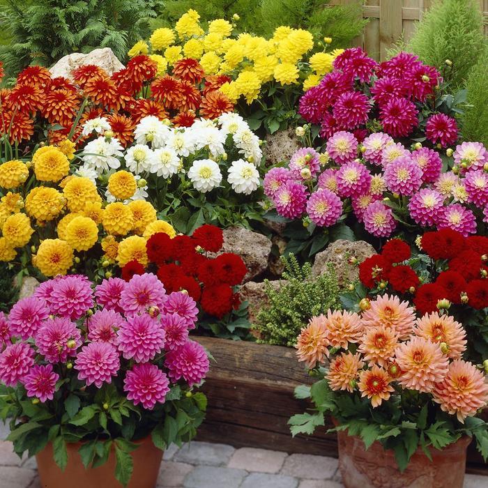 1 Bibit Bunga Dahlia Unwins Dwarf Mix Bunga Musim Panas