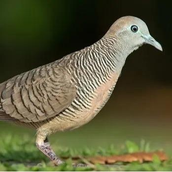 33og- Unique Unik Milet Hitam Black Millet 500 Gr Pakan Perkutut Kenari Dll