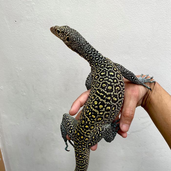 REDAY Terlaris Varanus doreanus good quality Promo Murah