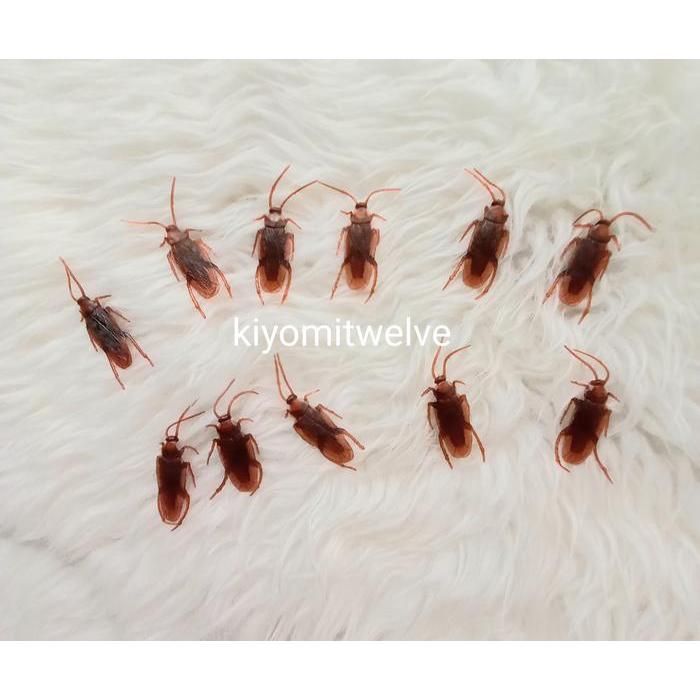 Mainan Kucing Kecoa Palsu Kecoak Karet Prank Toy Kecoa Mainan