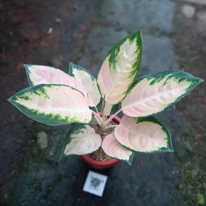 Tanaman hias aglonema kochin cahaya - Aglonema kochin cahaya