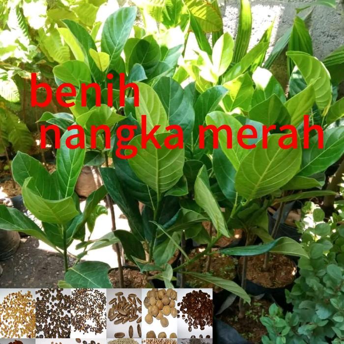 READY benih tanaman nangka merah super bbt