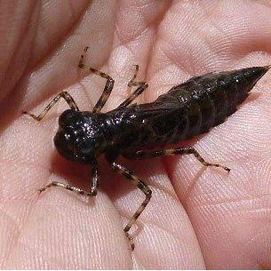 larva capung umpan mancing