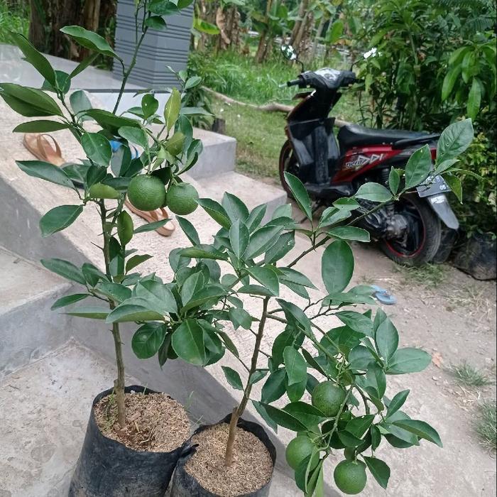 TERLARIS Bibir Tanaman Jeruk Sunkist Merah Kondisi Sudah Berbuah