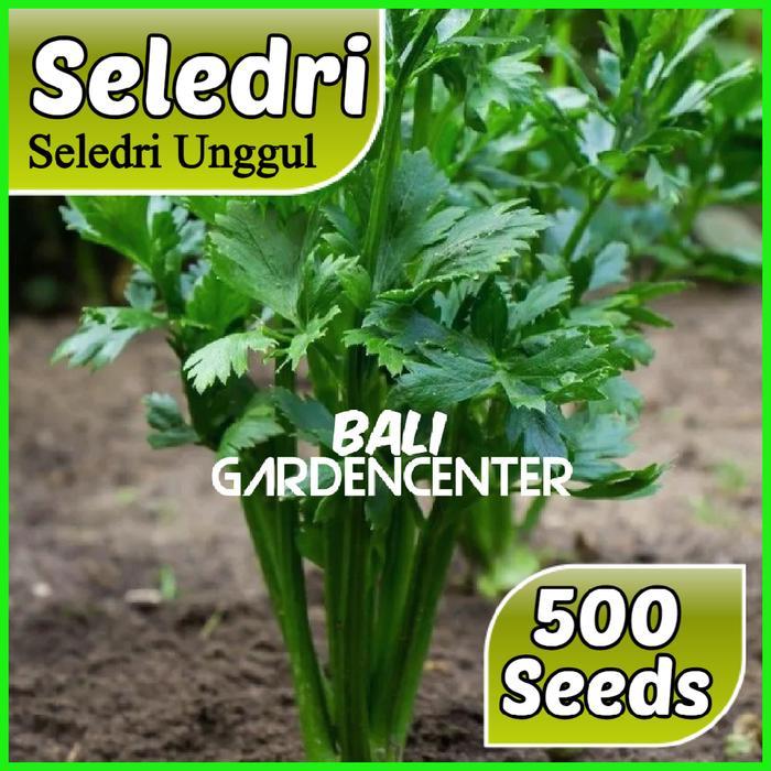 Benih Biji Seledri Hijau - Seledri Unggul